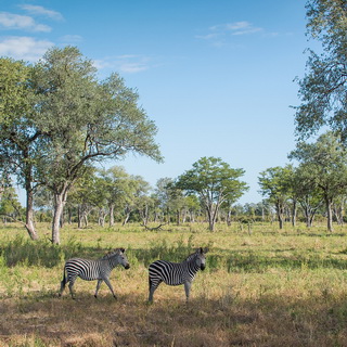 South Luangwa - Zebras